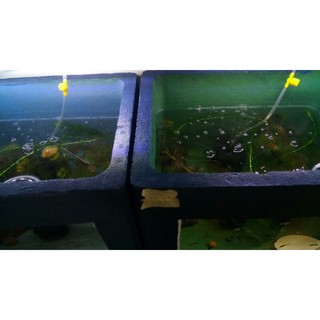 MÀU SƠN LÀM ĐẸP, TĂNG TUỔI THỌ CHO THÙNG XỐP