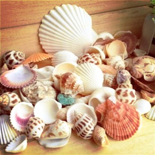 100g vỏ ốc biển trang trí