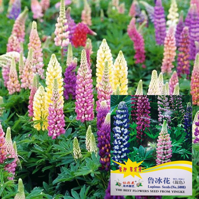 Hạt giống Hoa Đậu Lupin Mix Nhập khẩu nguyên bao bì - 50 hạt - Tỷ lệ nảy mầm 95%