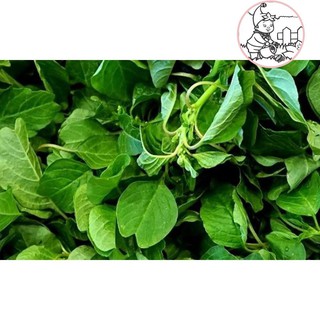 Hạt rau dền vàng, dền cơm - gói 10 gram