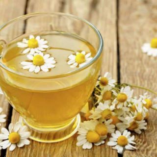 Hạt giống hoa cúc họa mi Thái Lan