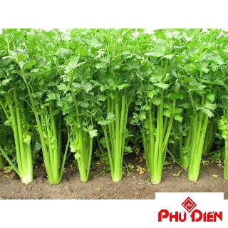 Gói 5 gr hạt giống rau cần tây phú điền