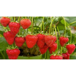 [Big Sale] Hạt giống dâu tây đỏ và trắng