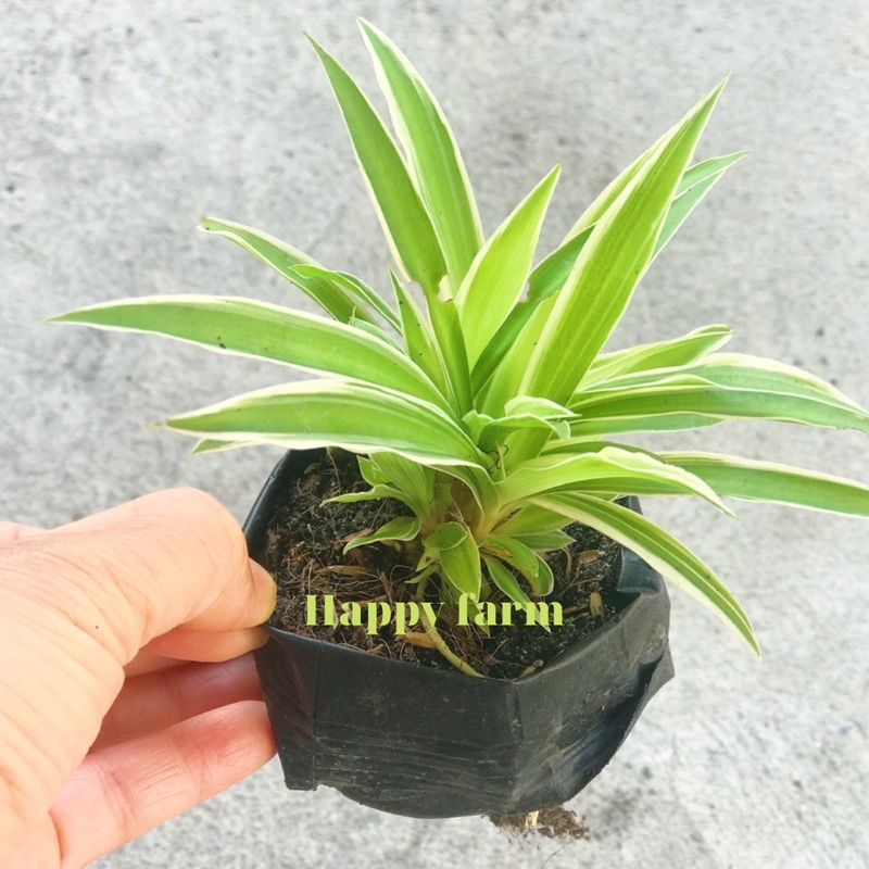 Cây lan chi - cây dây nhện trang trí siêu đẹp