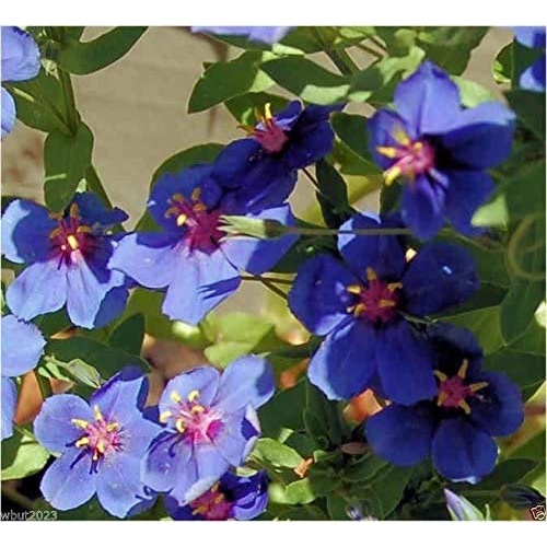 Hạt nhân xanh lưu ly xanh (Anagallis Arvensis Caerulea) Lớp phủ mặt đất, Chậu