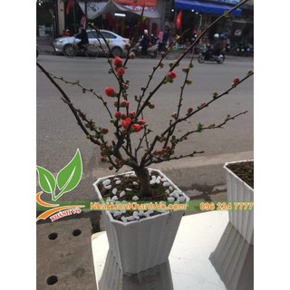 Cây Hoa Mai Đỏ