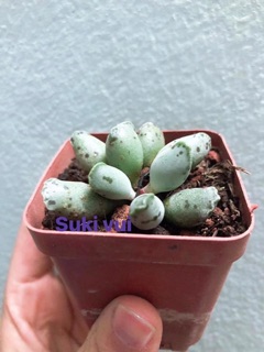 Sen đá hải cẩu
