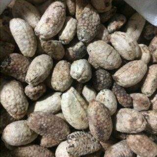 Chuối hột rừng 500g