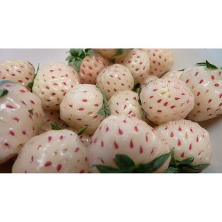 Hạt giống DÂU TÂY TRẮNG