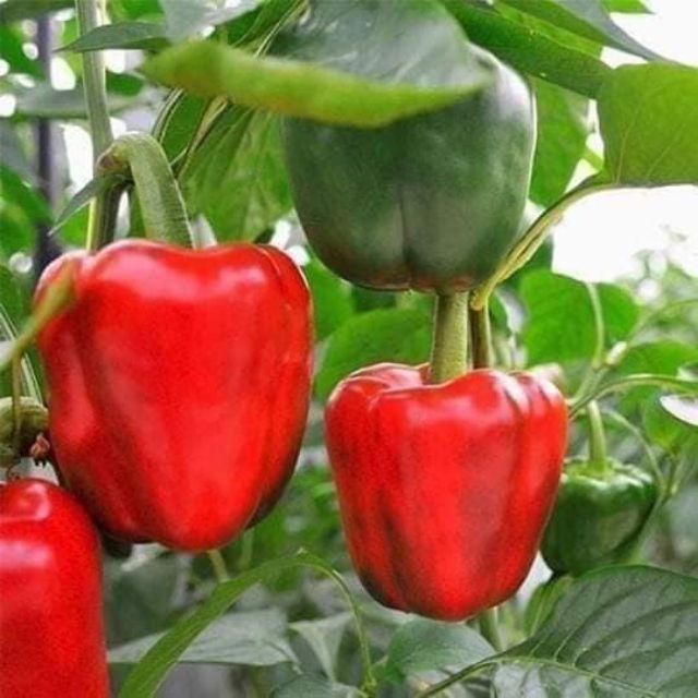 Hạt giống ớt chuông - rau củ quả trồng chậu, sân vườn ban công ngon giòn ngọt nảy mầm cao 0,5g RADO352