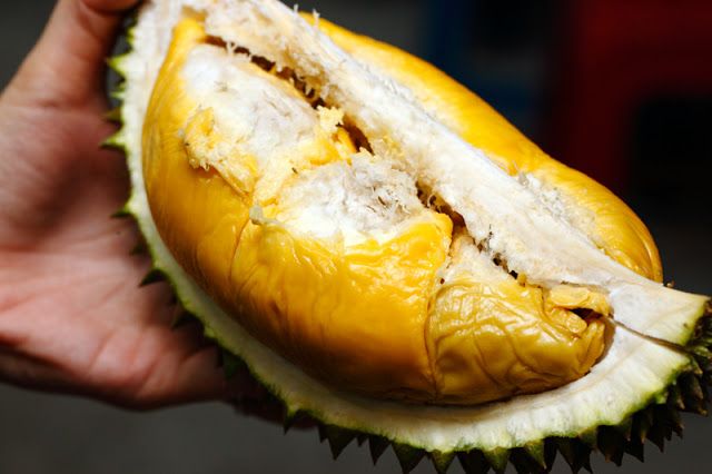 Cây giống sầu riêng Musang King cao 100cm, hình 3,4,6.