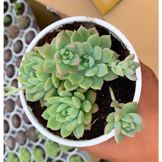 siêu giảm giá sen dù hồng size trung