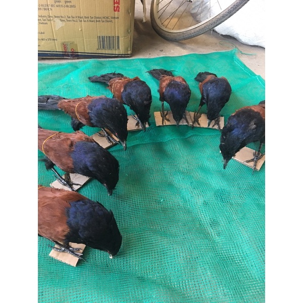 Chim bìm bịp mồi giả