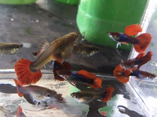 Guppy HB Red size 2 tháng siêu đẹp