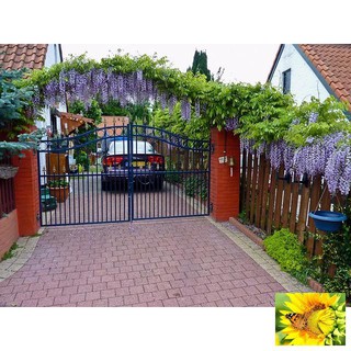 Hạt giống Hoa Tử đằng: cây hoa leo thân hóa gỗ 5 hạt