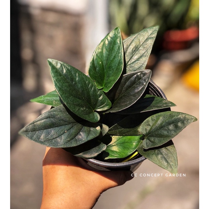 Trầu Bà Tím