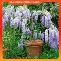 HẠT GIỐNG HOA TỬ ĐẰNG 3H