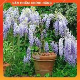 HẠT GIỐNG HOA TỬ ĐẰNG 3H