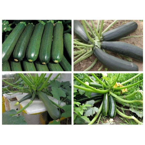 Hạt Giống Bí Ngòi Xanh F1 Loại dễ trồng năng suất cao kháng sâu bệnh (gói 200gram ,500gram,1kg)