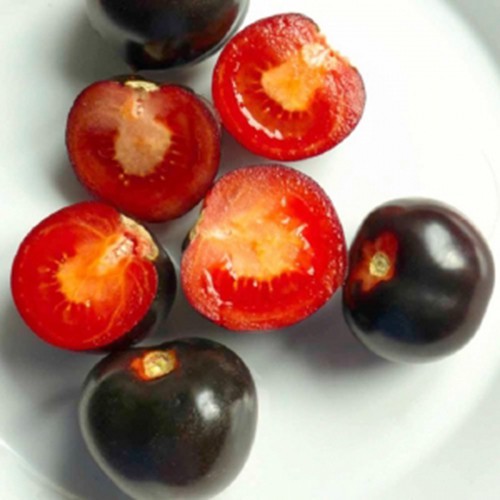 Gói 35 hạt giống cà chua BI đen chịu nhiệt năng suất cao