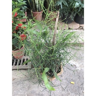 Cây giao Quỳnh