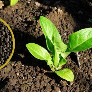Chế phẩm EM trị vàng lá thối rễ