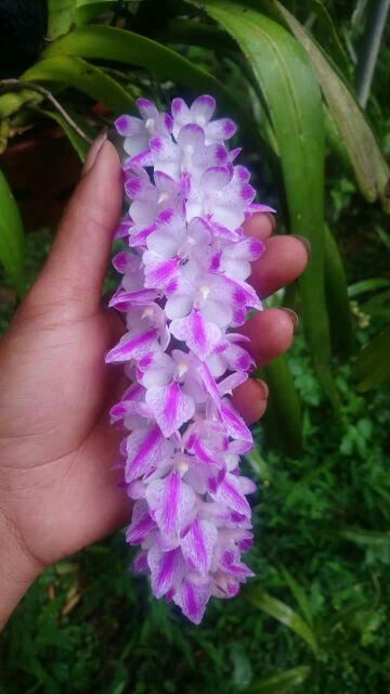 Hoa phong lan giáng hương cáo cao bằng