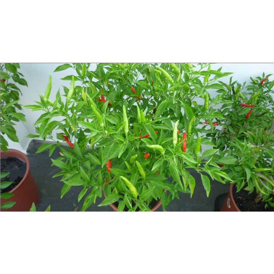 Hạt Giống Ớt Chỉ Thiên Siêu Cay PN-400 Phú Nông Siêu Trái- Gói 0.1gr (HPN-055)