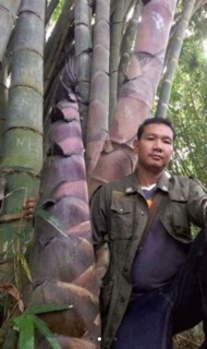 Cây tre khổng lồ