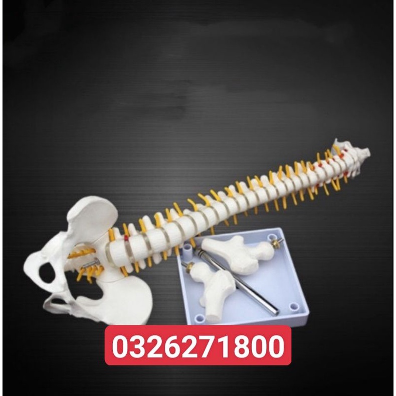 Mô hình cột sống 45 cm- Mô hình giải phẫu cột sống