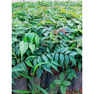 5 CÂY GIỐNG LIM XANH ( CHUẨN CÂY F1)