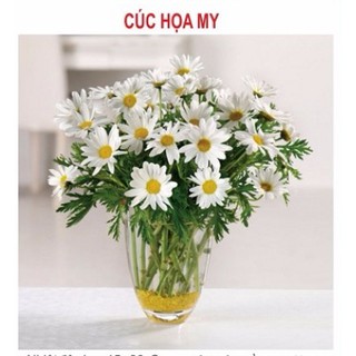 30h - HẠT GIỐNG CÚC HỌA MI