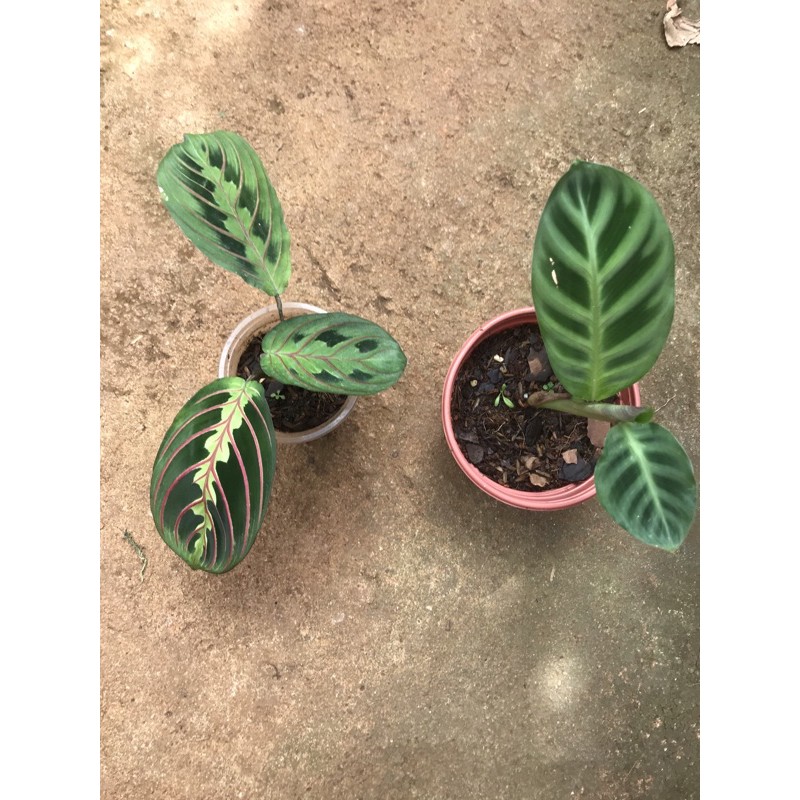 Chậu cứng Đuôi công order