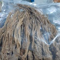 Sâm Đương Quy Tươi 1Kg