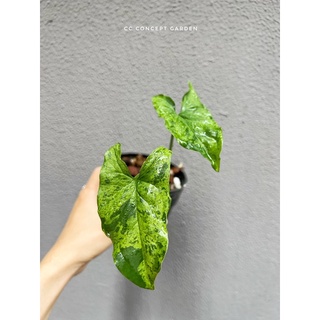 Trầu bà Syngonium Mojito