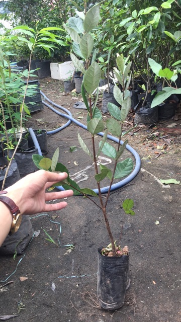 Cây giống ổi dứa cao 60cm