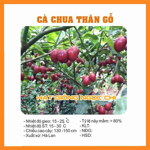Hạt Giống Cà Chua Thân Gỗ - 4 Hạt