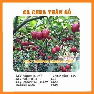 Hạt Giống Cà Chua Thân Gỗ - 4 Hạt