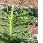 lan vanda.vanda lai chất lượng