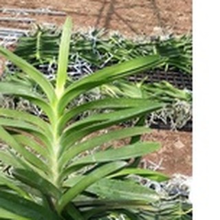 lan vanda.vanda lai chất lượng