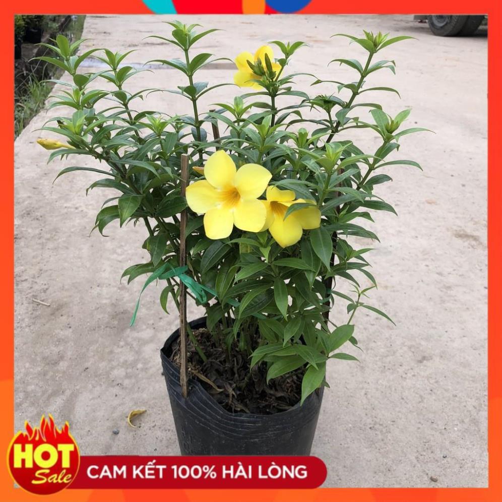 Cây huỳnh anh đứng, tán sum suê hoa nở đẹp bắt mắt, thích hợp trang trí sân vườn 15