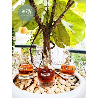 (MẪU THỬ) Nước hoa Scandal EDP 10ml/ HÀNG AUTHENTIC