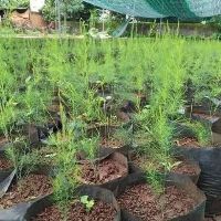 Cây giống măng tây