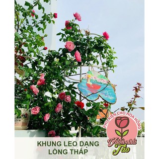 Khung leo dạng tháp chuông cho hoa hồng