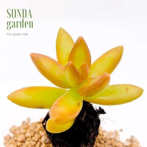 Sen đá đá cam SONDA GARDEN size mini 2.5-4cm, xuất xứ Đà Lạt, khoẻ đẹp, lỗi 1 đổi 1