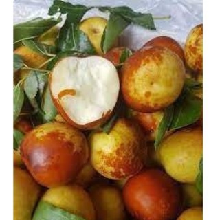 [Cây ăn trái] - Cây giống Hồng Táo (Táo Tàu) siêu ngọt -Ut Nho