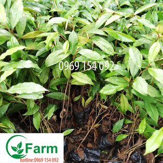 cây vú sữa -cây ươm từ hạt