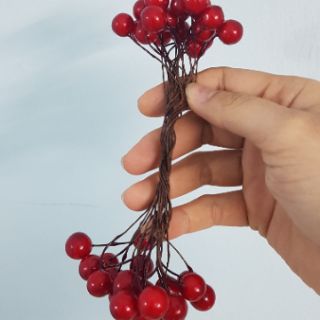 Combo cúc họa mi - hạt đào đỏ