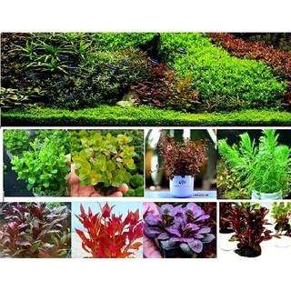 Combo 25 cây thủy sinh cắt cắm trang trí bể cá