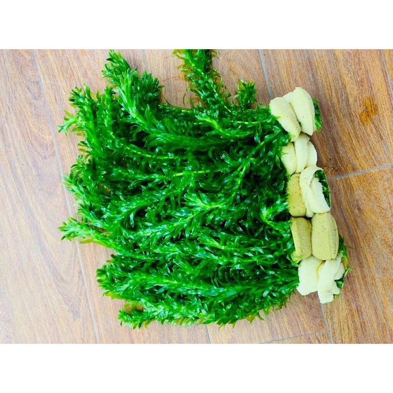 10 cây -1bó rong đuôi chó dài hơn 20cm